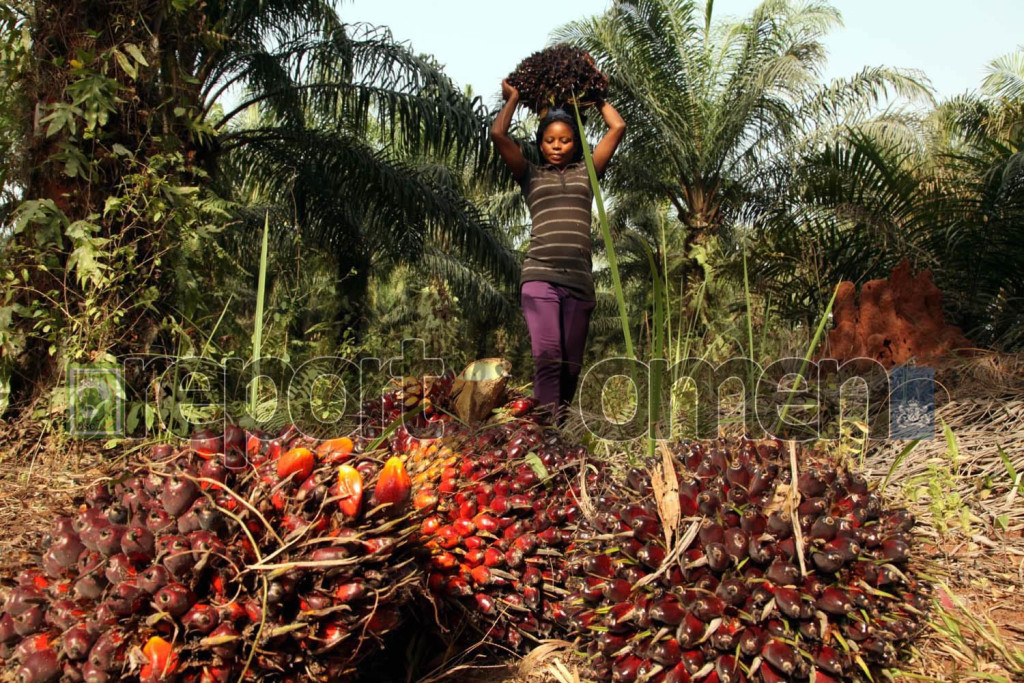 Eighty percent of women in Ekuku-Agbor town are farmers and,  in more ways than one, also traders, Says Charity Ebuniwa, 30, "my husband and I do oil palm farming together. He harvests them from the palm tree while I gather the bunches for processing. Photo By Emmanuel Osodi