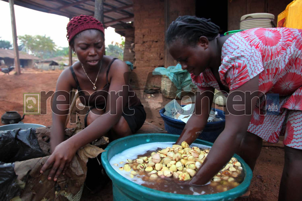 Roseline Gabriel (right) with her colleague in Ilutuntun camp Odigbo Local government area in Ondo State prepare kolanuts for sale in the big market in Ore. The work is often tedious and monotonous, but with very little profit. Photo By Emmanuel Osodi