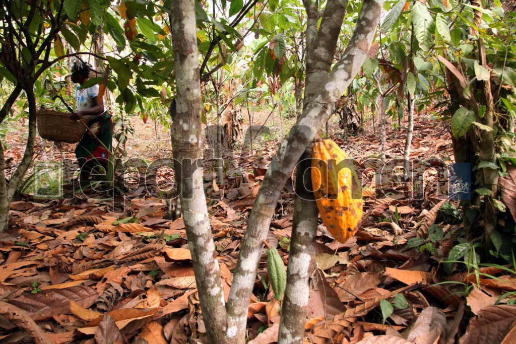 Even with Nigeria's unreasonable dependence on only oil to run her economy, many more exports abound. Mrs. Mary David, mother of  six harvesting cocoa in her  plantation farm in  Ilutuntun camp in Odigbo Local Government Area, Ondo State. Photo By Emmanuel Osodi